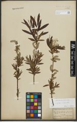 Foto von Salix purpurea L. x Salix viminalis L.